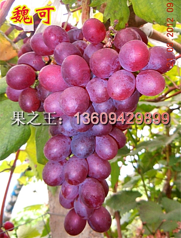 魏可（温克）——优质晚熟葡萄品种