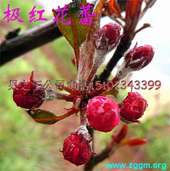 苹果 系列.jpg