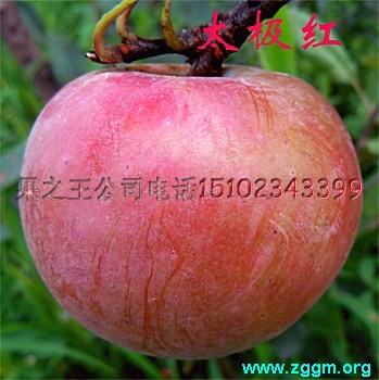 太极红大果.jpg
