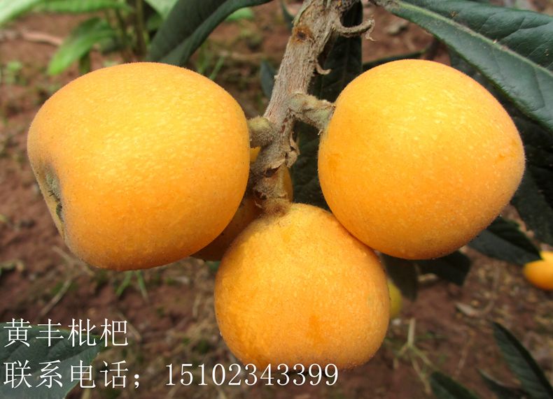 黄丰2013广5.jpg