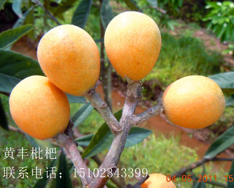 黄丰2011广1.jpg