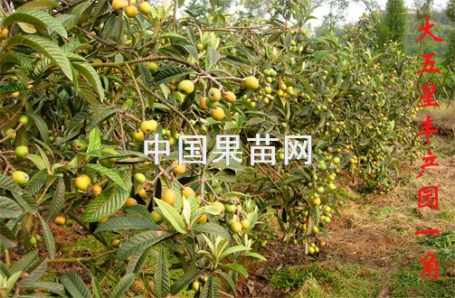 枇杷3.jpg