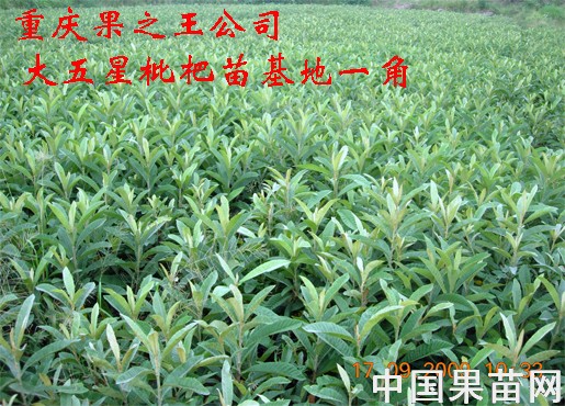 枇杷5.jpg