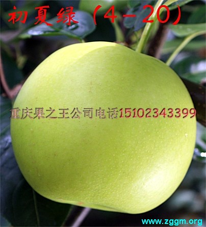 初夏绿1.jpg