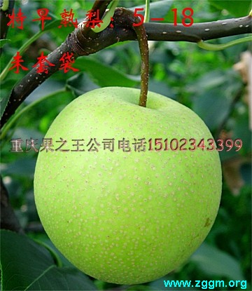 特早熟梨  翠玉1.jpg
