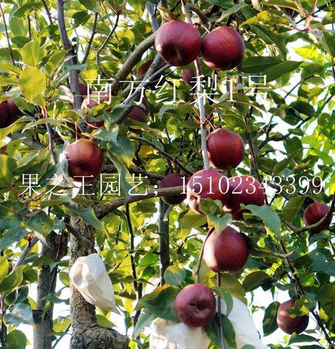 南方红梨1号）六月红2018广1.JPG