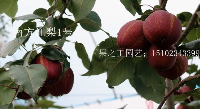 南方红梨1号2017广12.JPG