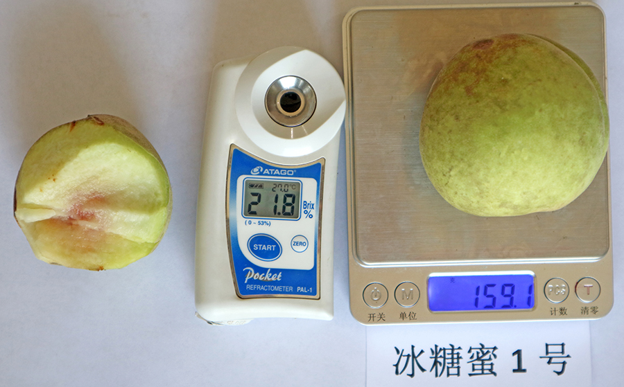 冰糖蜜1号.jpg