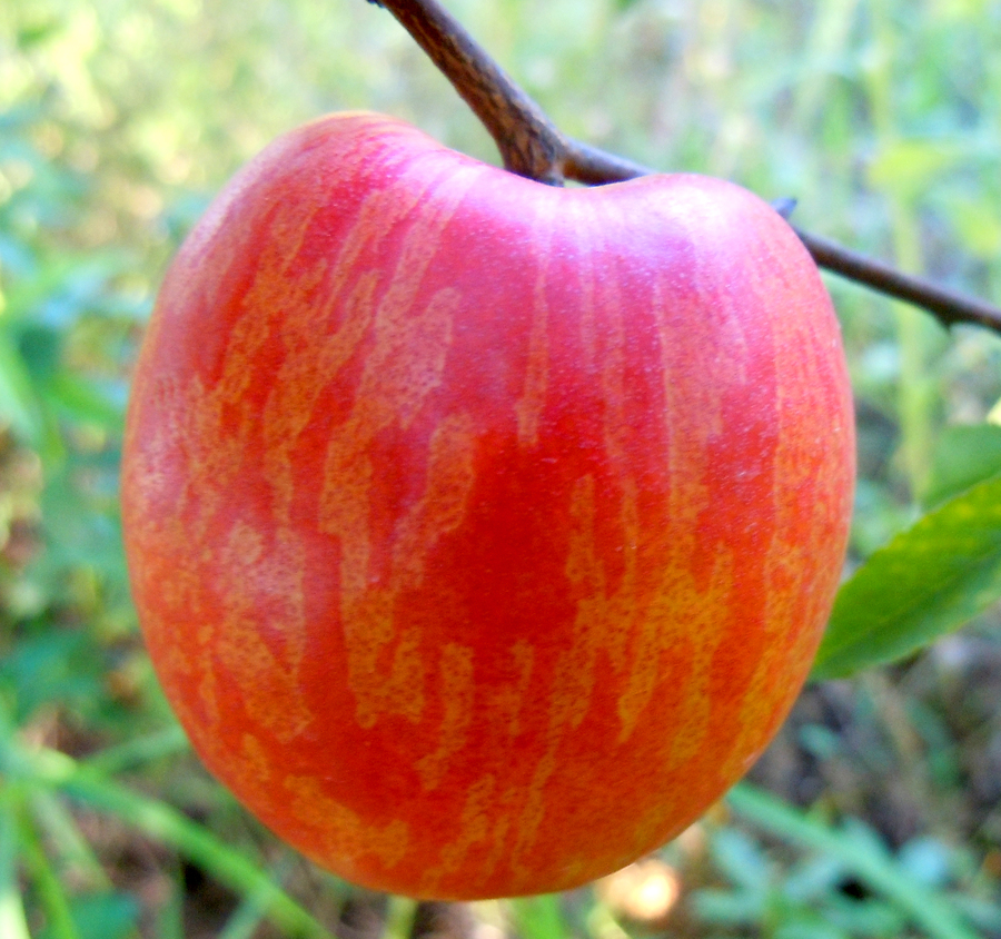 5－10油桃2011广1.jpg