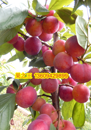 澳得罗达李2015广29 拷贝.jpg