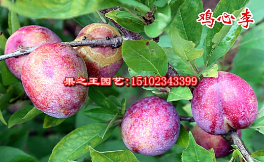 鸡心李（松阳桃李）2018上传 (2).jpg
