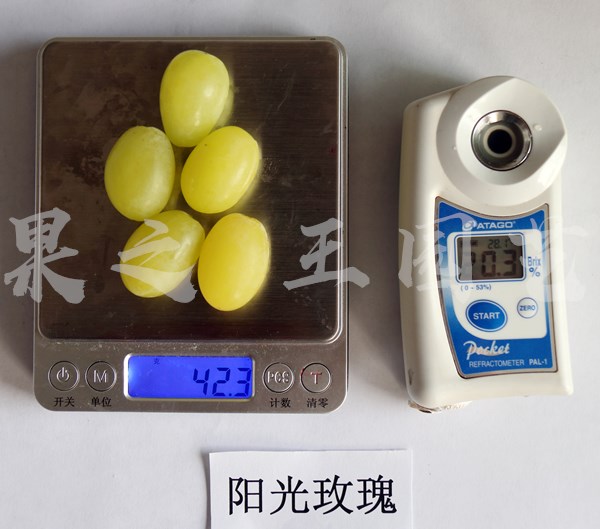 阳光玫瑰2019广2糖度_副本.jpg