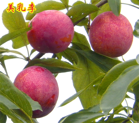 美乳李2015上传3.jpg