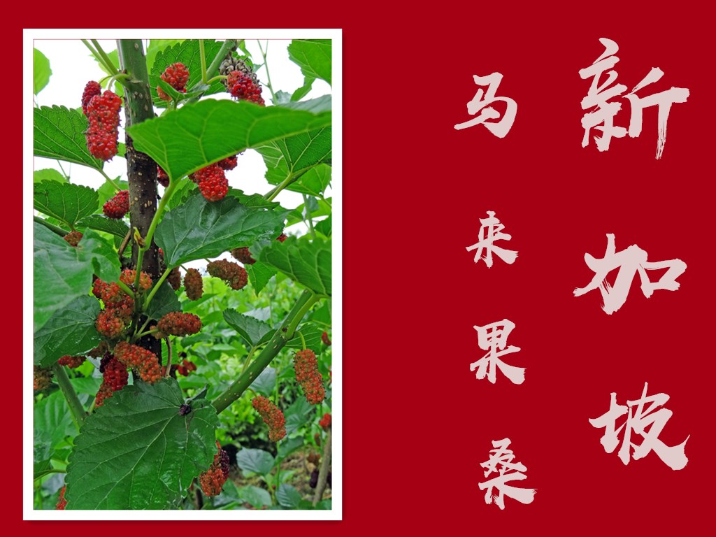 新加坡马来2016广05-3-2_副本.jpg