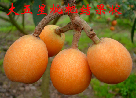大五星09新选上传1.jpg