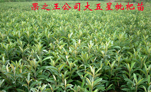 枇杷苗上传1.jpg