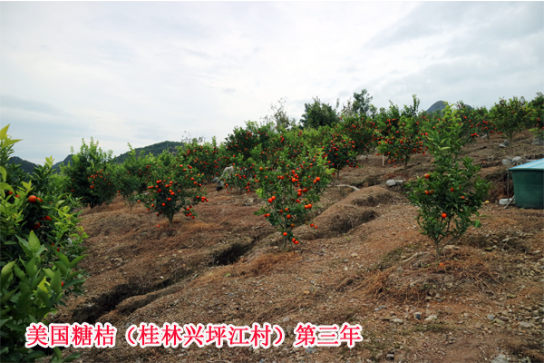 美国糖桔桂林兴坪2017上传19.jpg