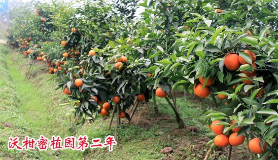 沃柑2016上传0-24.jpg