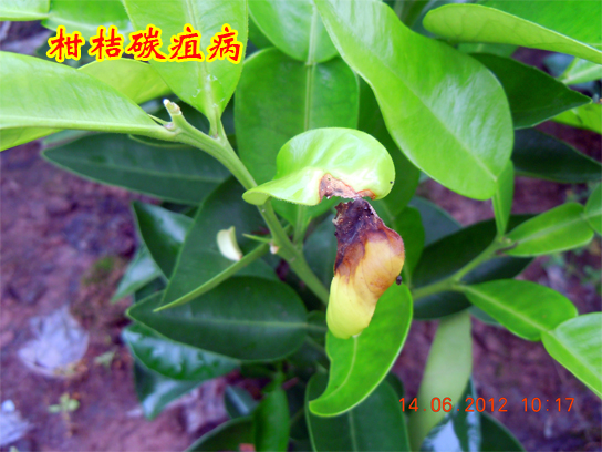 柑桔碳疽病2014上传2-1.jpg
