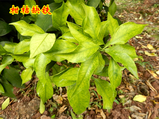 柑桔缺铁2015上传2.jpg