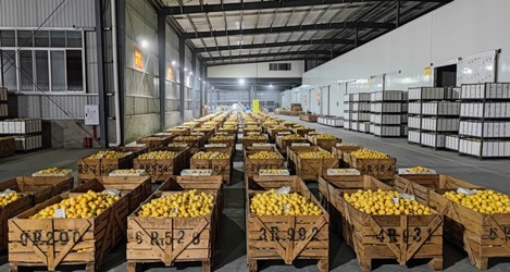 lemon3.jpg